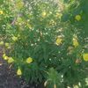 oenothera biennis