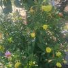 oenothera biennis