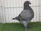 MASCUL 25 -