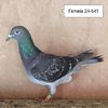 Femela 24-641