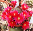 Rebutia hb Zoe