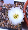 Chamaecereus Cream Queen