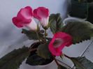 Luci s Sweet Pink(24-06-2025)