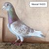 Mascul 19-003