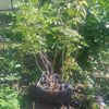 koelreuteria paniculata 1m-20lei