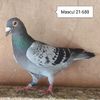 Mascul 21-688