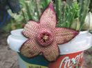 Stapelia hibrid (mutabilis)