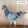 Pui 25-306