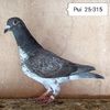 Pui 25-315