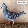 Pui 25-309
