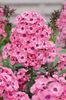 phlox Larisa