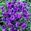 campanula-trachelium-bernice-