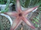Stapelia hibrid (grandiflora)