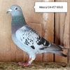 Mascul 24-457