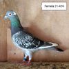 Femela 21-459