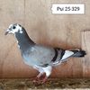 Pui 25-329
