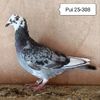 Pui 25-308