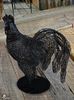 Black Cock