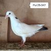 Pui 25-347