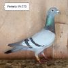 Femela 19-273