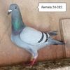 Femela 24-282