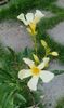 Marie Gambetta