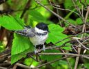 Sweet Birdie 1