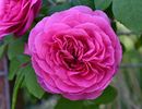 Gertrude Jekyll (urcator) 70 lei