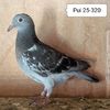 Pui 25-320