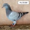 Pui 25-008