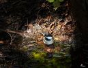 Sweet Birdie 1 - Black-capped Chickadee