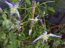 Clematis rubromarginata