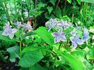 Star Gazer Blue