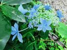 Star Gazer Blue 2