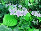 Star Gazer Blue