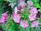 Phlox Peppermint Twist