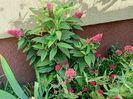 Buddleja, lychnis, centranthus