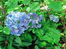 Early Blue