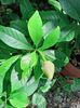 Gardenia