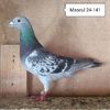 Mascul 24-141
