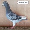 Pui 25-311