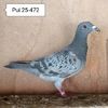 Pui 25-472