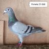 Femela 21-068