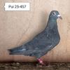 Pui 25-457