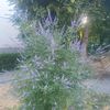 vitex agnus2