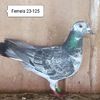 Femela 23-125