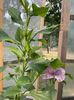 HIBISCUS 1