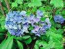 Early Blue