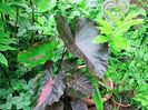 Colocasia Redemption