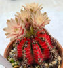 Gymnocalycium mihanovichii Multicolor